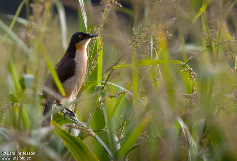 Black-capped Donacobius