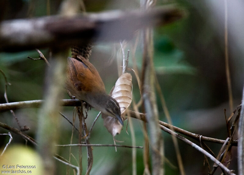 Moustached Wren