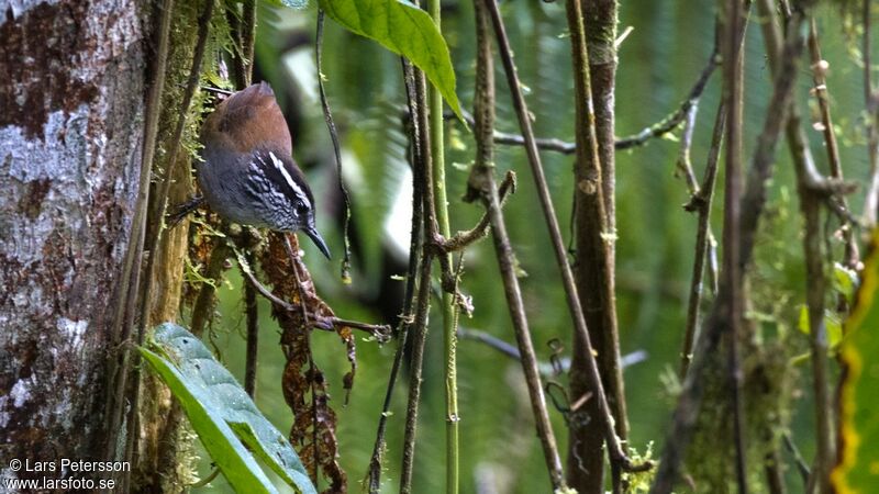 Grey-breasted Wood Wren