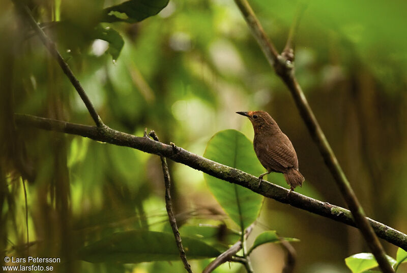 Musician Wren