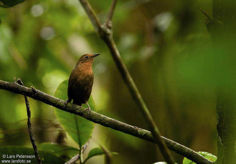 Musician Wren