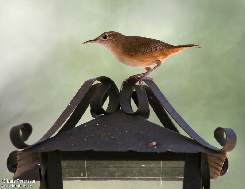 Southern House Wren