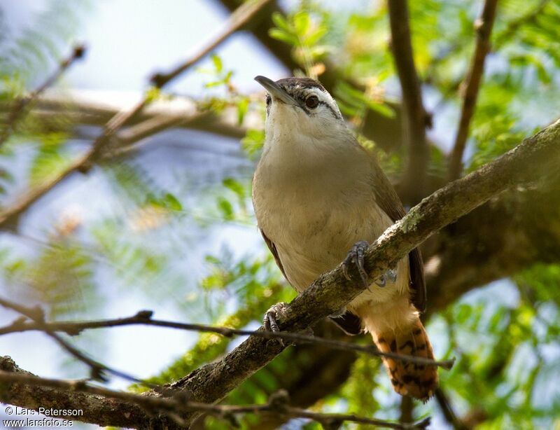 Superciliated Wren