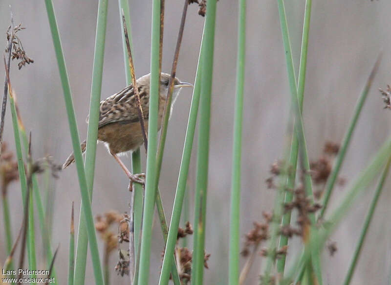 Apolinar's Wren, identification