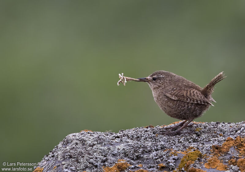 Pacific Wren