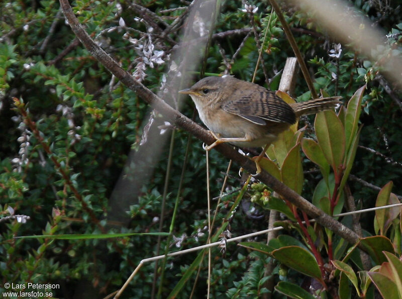 Grass Wren