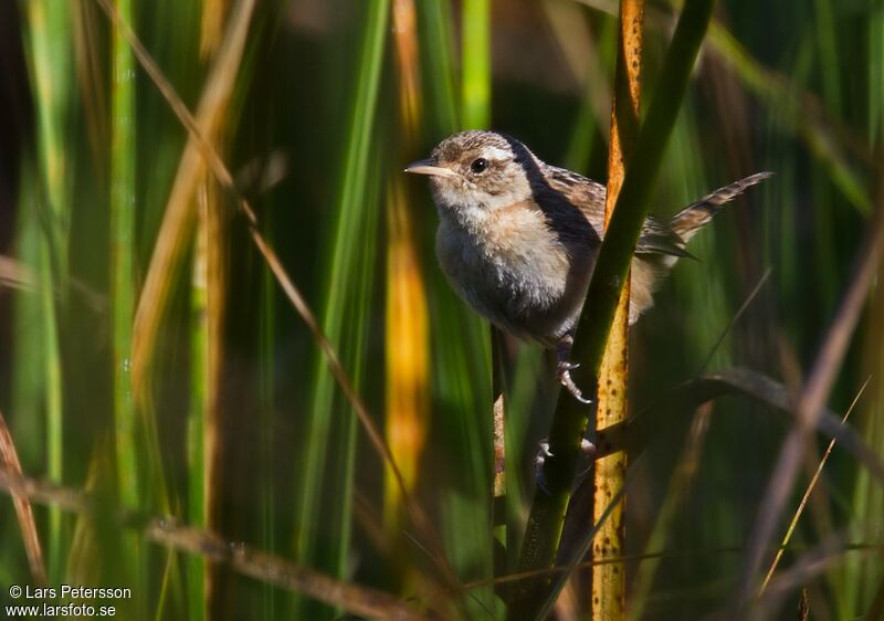 Grass Wren