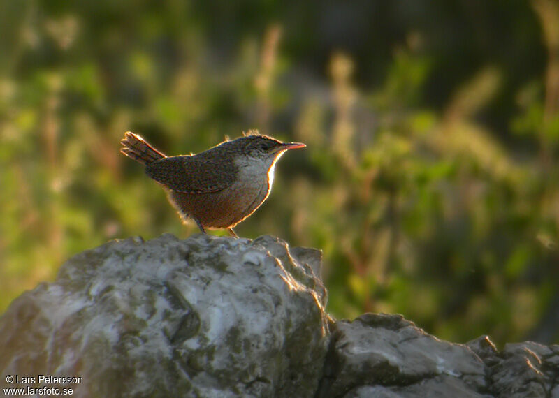 Canyon Wren