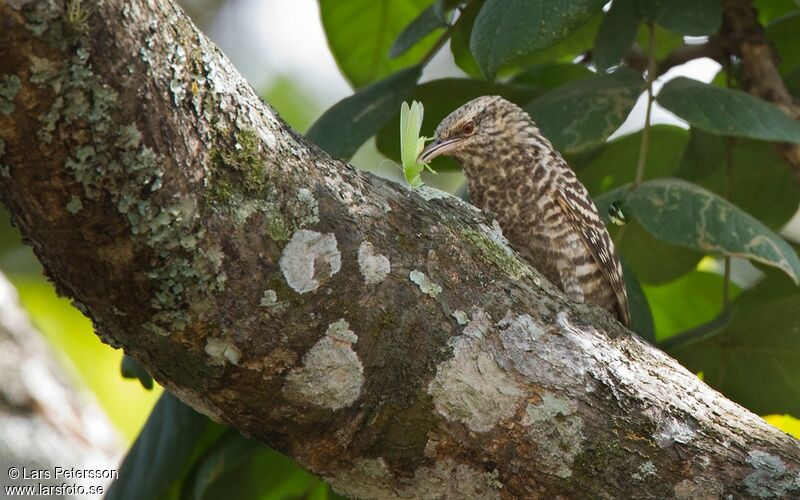 Fasciated Wren