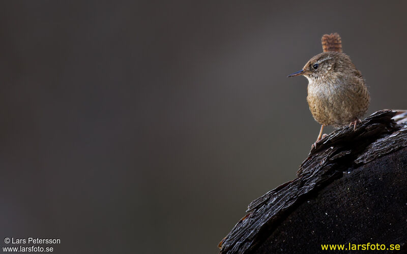 Eurasian Wren