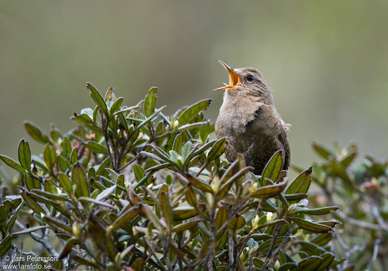 Eurasian Wren