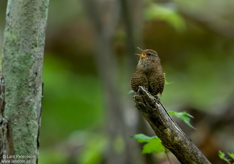 Troglodyte mignon