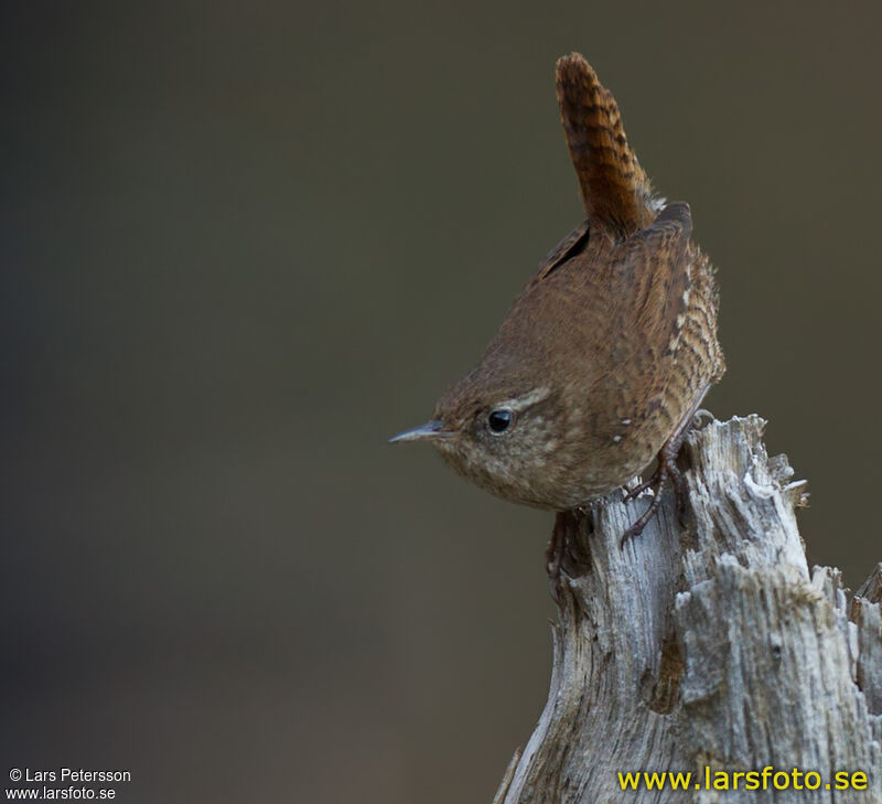 Troglodyte mignon