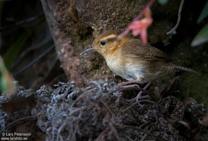 Troglodyte montagnard