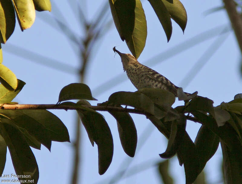 Stripe-backed Wrenadult, feeding habits