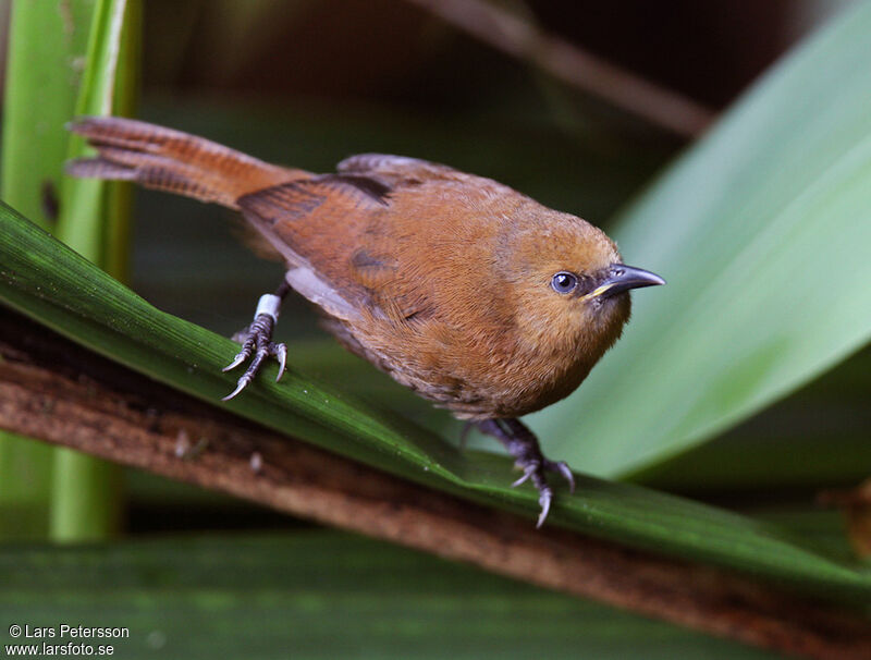 Rufous Wren