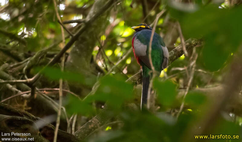 Trogon à joues jaunes