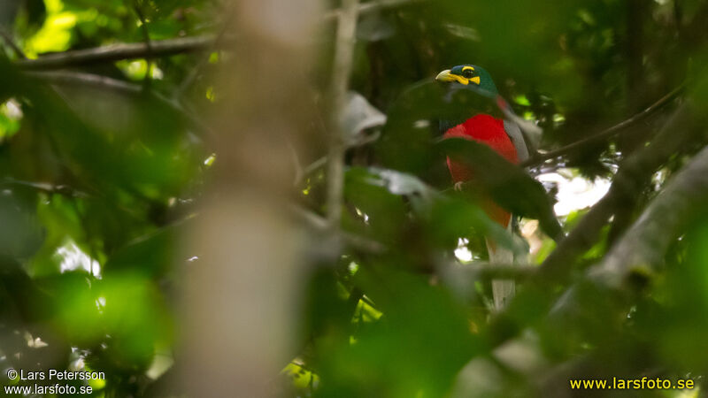 Bare-cheeked Trogon