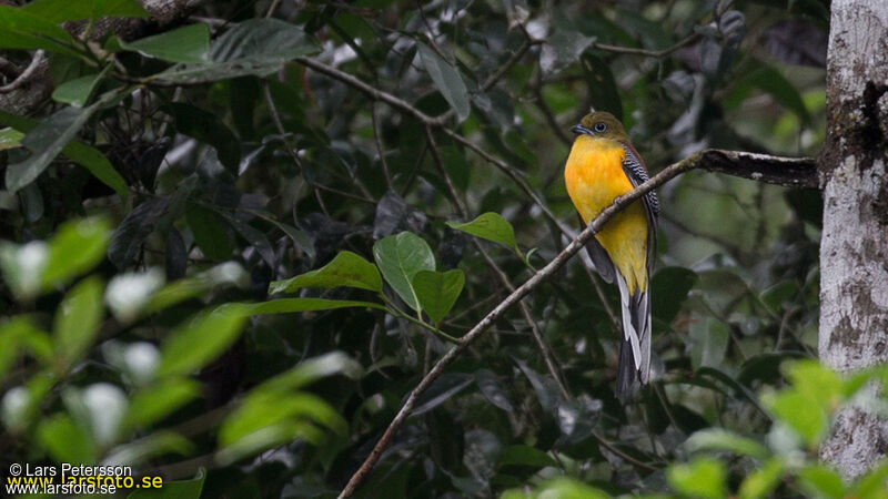 Trogon à poitrine jaune