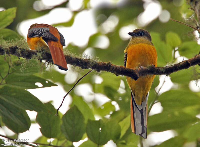 Orange-breasted Trogon