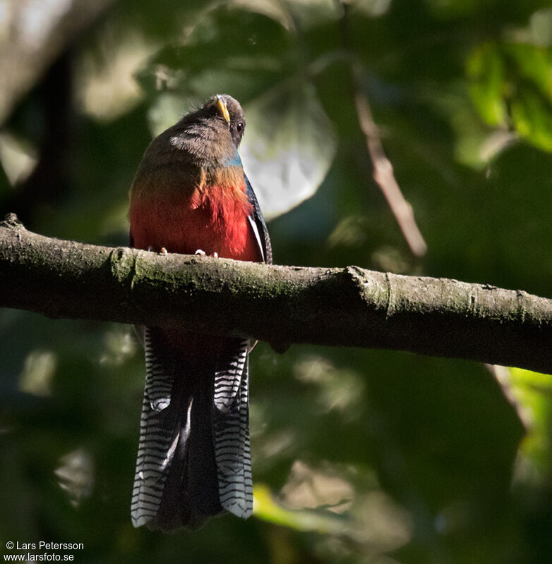 Bar-tailed Trogon