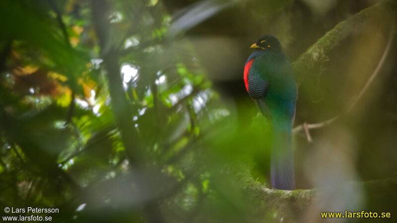 Trogon à queue barrée