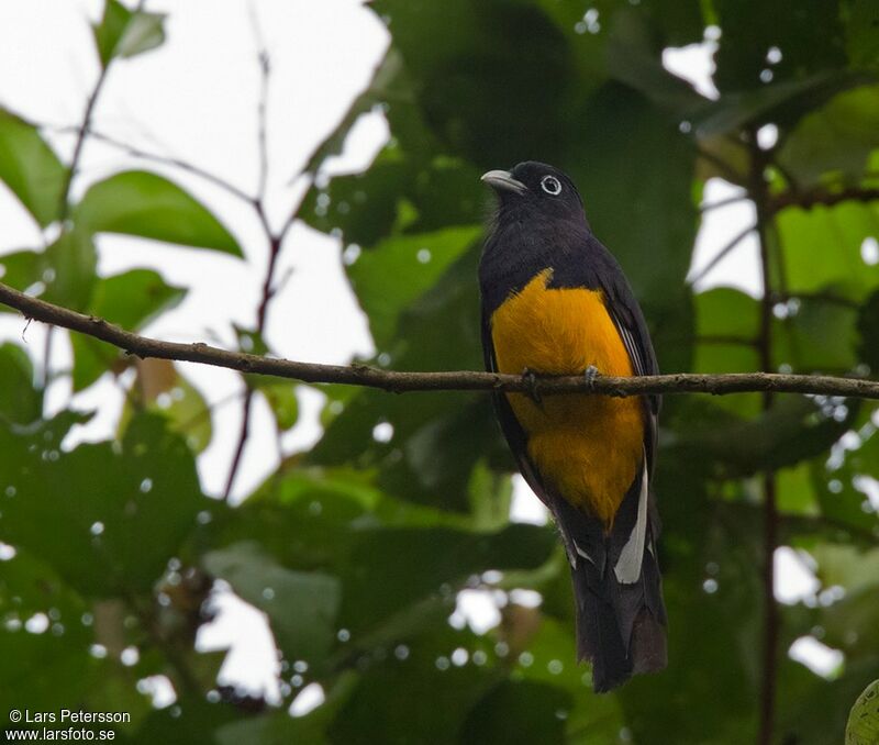 Trogon à queue blanche