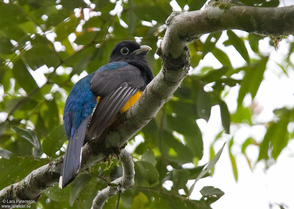 Trogon à queue blanche mâle adulte, habitat, pigmentation, Comportement