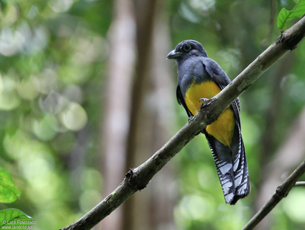 Trogon à queue blanche femelle adulte, identification