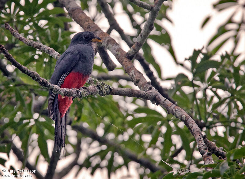 Black-tailed Trogon