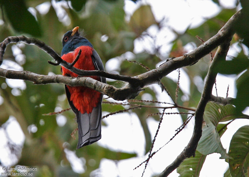 Trogon à queue noire