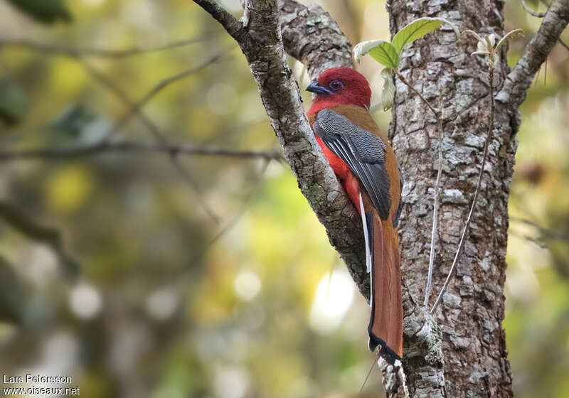 Trogon à tête rouge mâle adulte