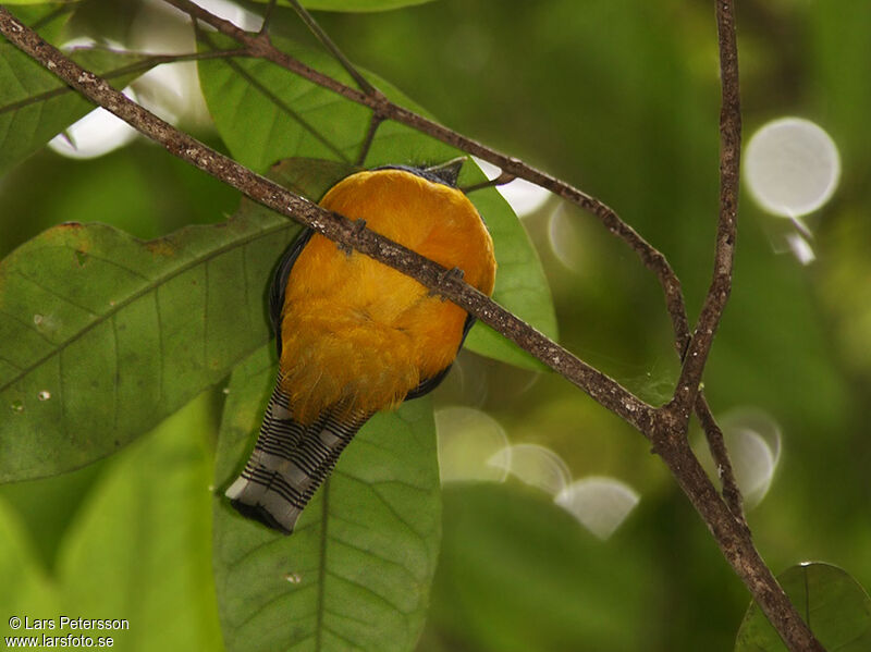 Trogon aurore