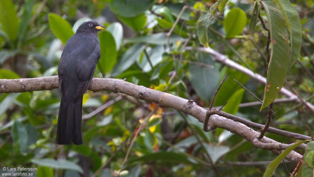 Trogon d'Équateur