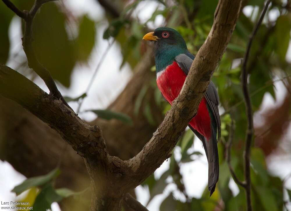 Trogon d'Équateur