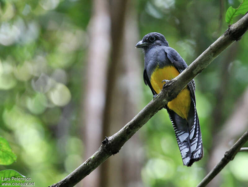 Trogon de Panama femelle adulte, identification