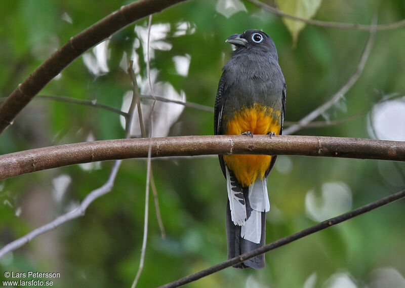 White-tailed Trogon