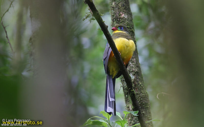 Trogon de Reinwardt