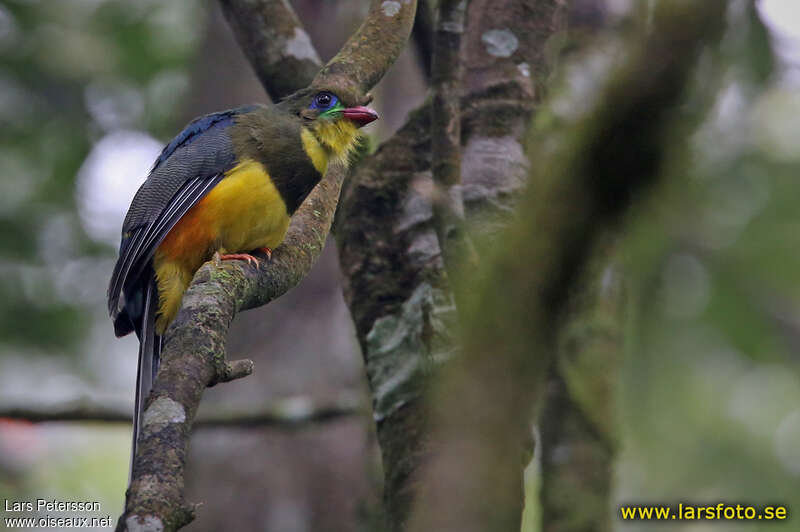 Trogon de Reinwardtadulte, identification