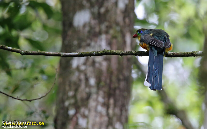 Trogon de Reinwardt