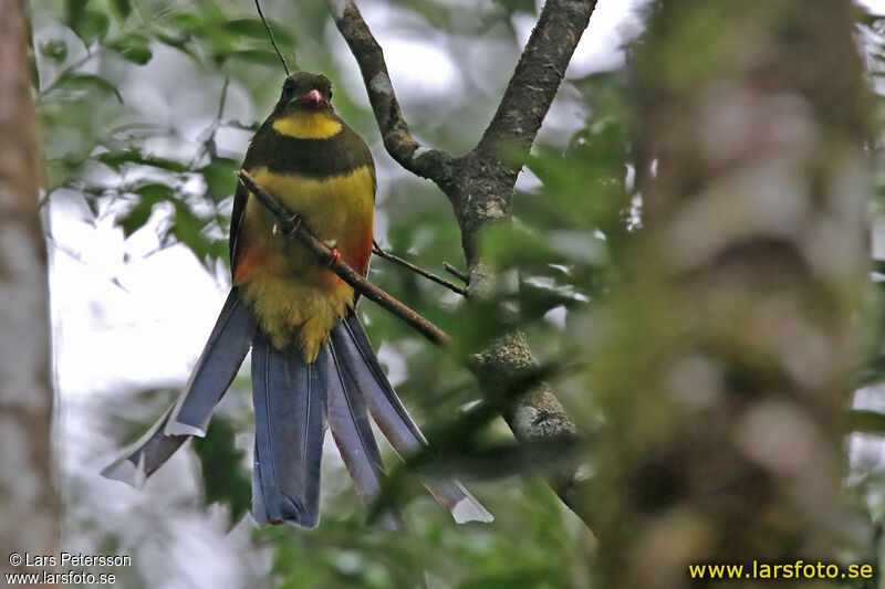 Trogon de Reinwardt