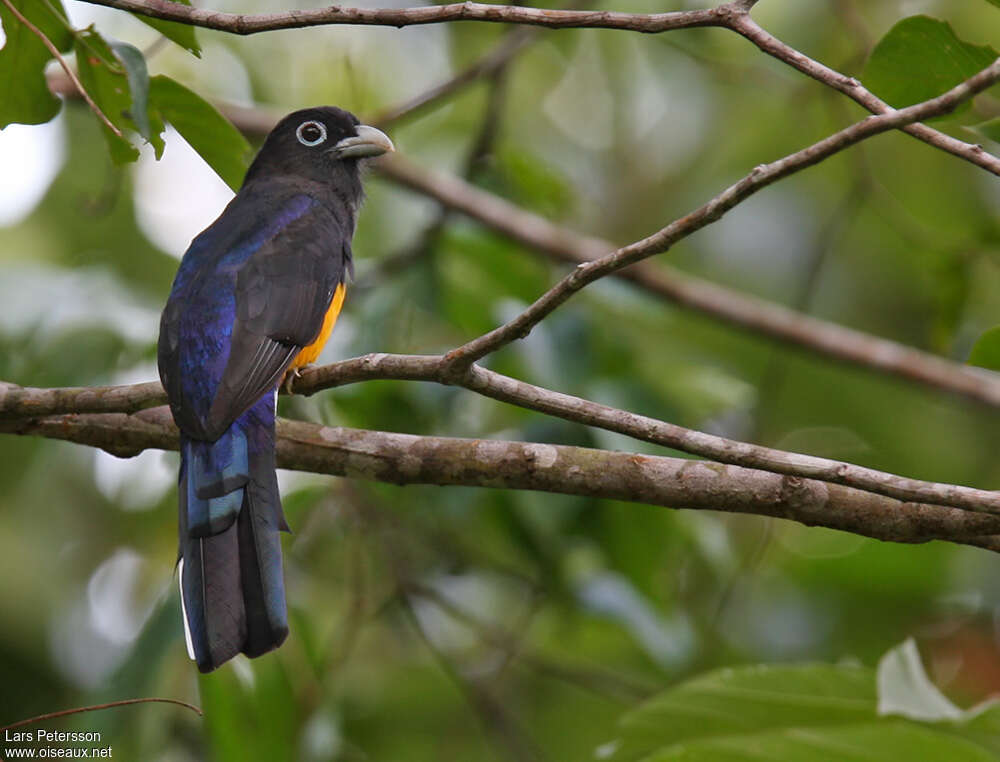 White-tailed Trogon