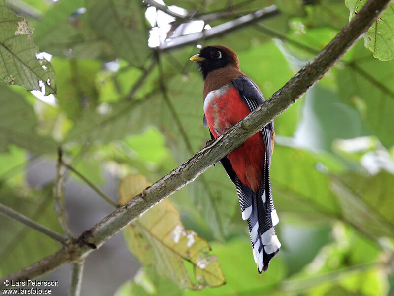 Trogon masqué