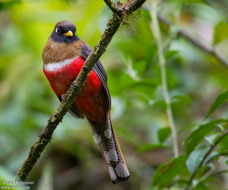 Trogon masqué