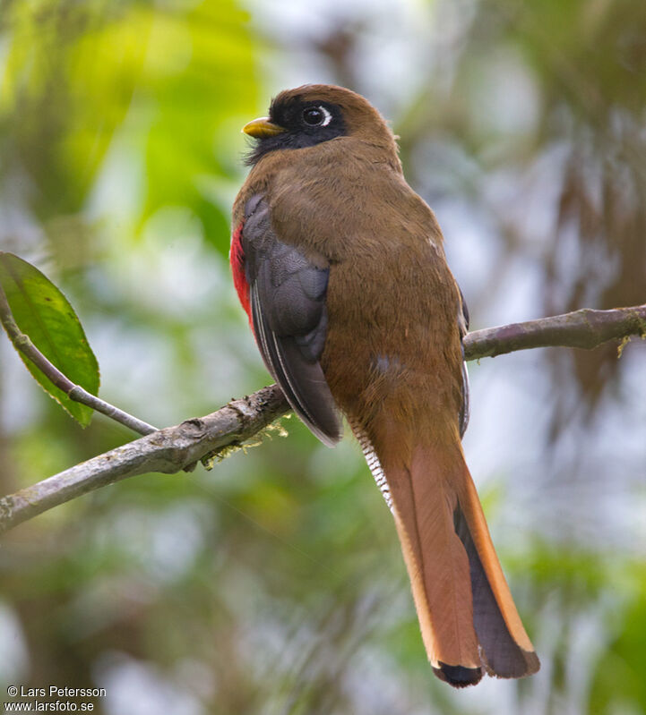 Trogon masqué