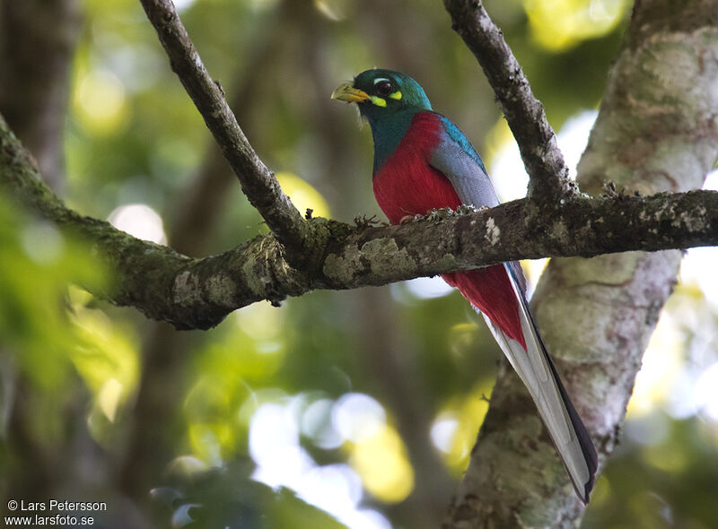 Trogon narina