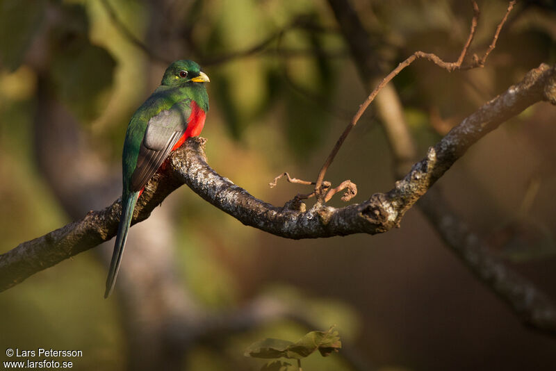 Trogon narina