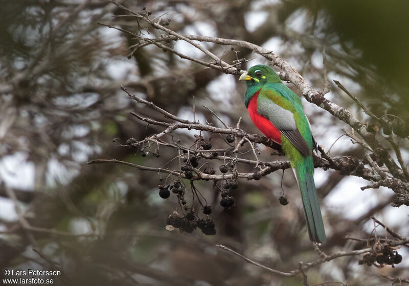 Trogon narina