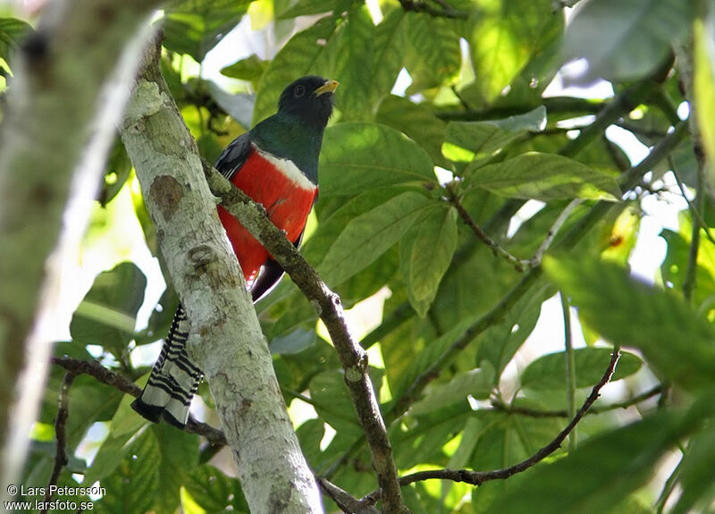 Trogon rosalba