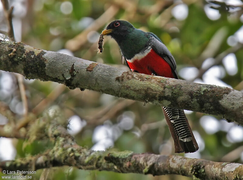 Trogon rosalba